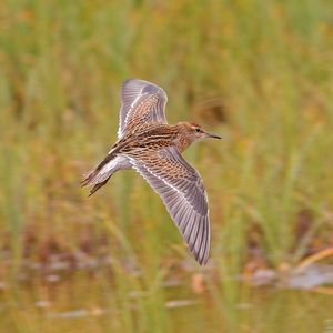 Meet your Posher, Cameron